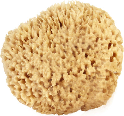 Sea Wool Sponge 5-6'' (Large) by    Natural Renewable Resource, Esponja for Exfol