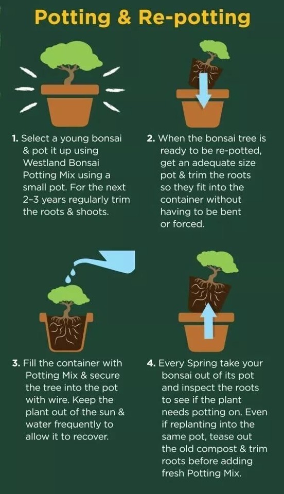 WESTLAND BONSAI POTTING COMPOST SOIL MIX 4L STRONG ROOTS HEALTHY TREES ...