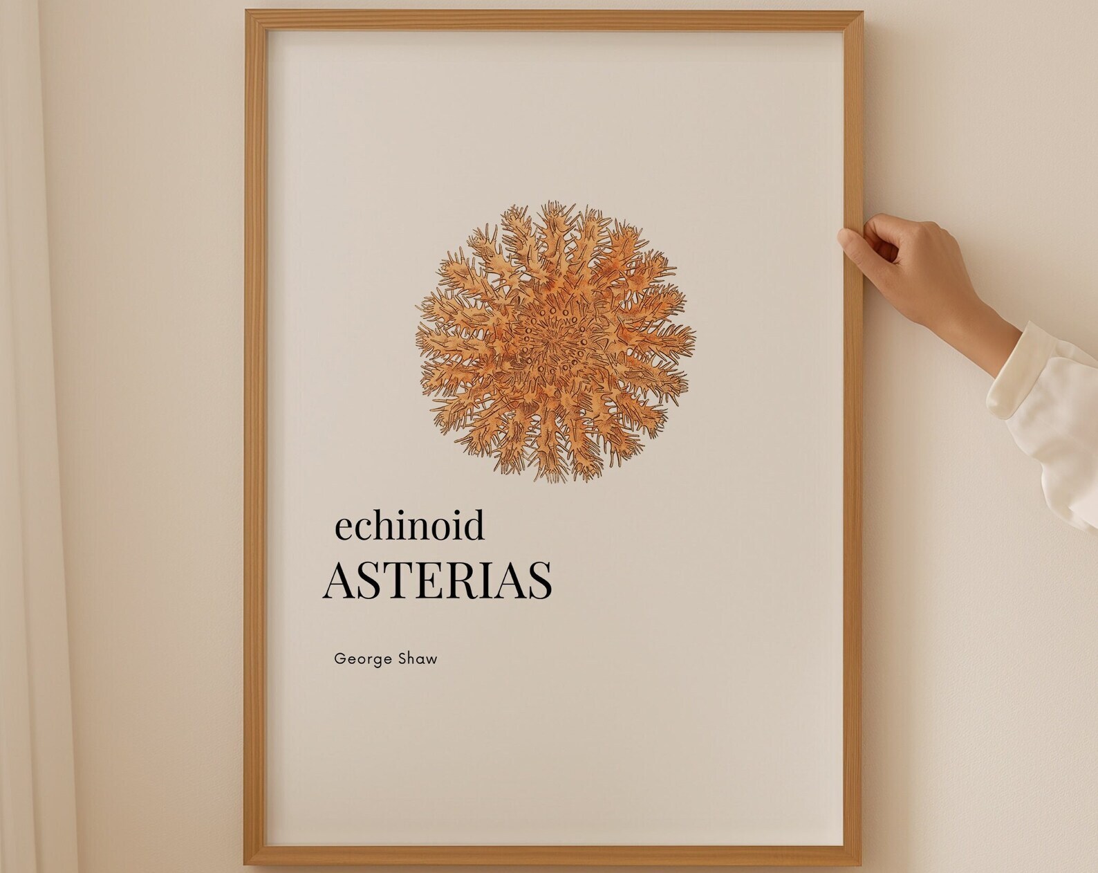 Sea Urchin Wall Art George Shaw Poster Echinoid Asterias Print Sea Wall Art