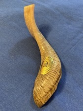 NWT Barsheshet  Ribak Shofarot Israel Polished Ram  s Horn, 10  , Light color