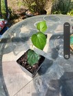 Black Pepper - Piper nigrum - Live Plant — photo 2
