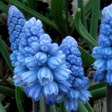 MUSCARI  AZUREUM Flower (12) Bulbs * Pairs Nicely with Other Perennials