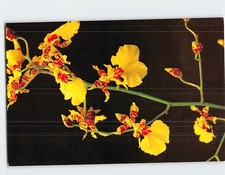 Postcard Butterfly Plant