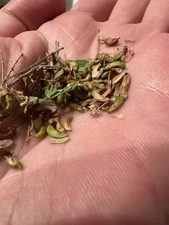 Texas Kidneywood (Eysenhardtia texana) Seeds 25