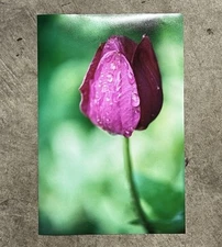 Floral Pink Tulip Poster Photo Print 8x12 Glossy Paper Vintage 2000s 