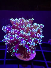 Live Coral Euphyllia Octospawn Green Tip Yaeyamaensis 1 Head