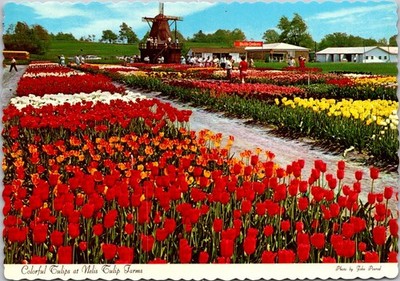 Holland Michigan Tulip Fields with Windmill Continental Postcard A234