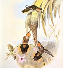 John Gould SAW-BILL Hummingbirds Vintage Art Print Bookplate 1