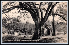 Postcard The Webster Elm and Daniel Webster Birthplace, Franklin, N. H.   M78