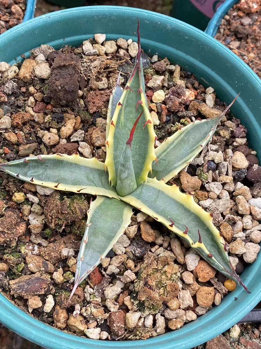 Agave Palmeri 'Kutsugen no Maiougi' variegated agave plant 8-10cm