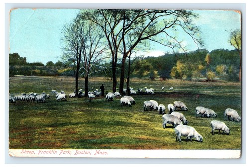 Sheep Franklin Park Boston Massachusetts Postcard Vintage 1910 - Picture 3 of 5