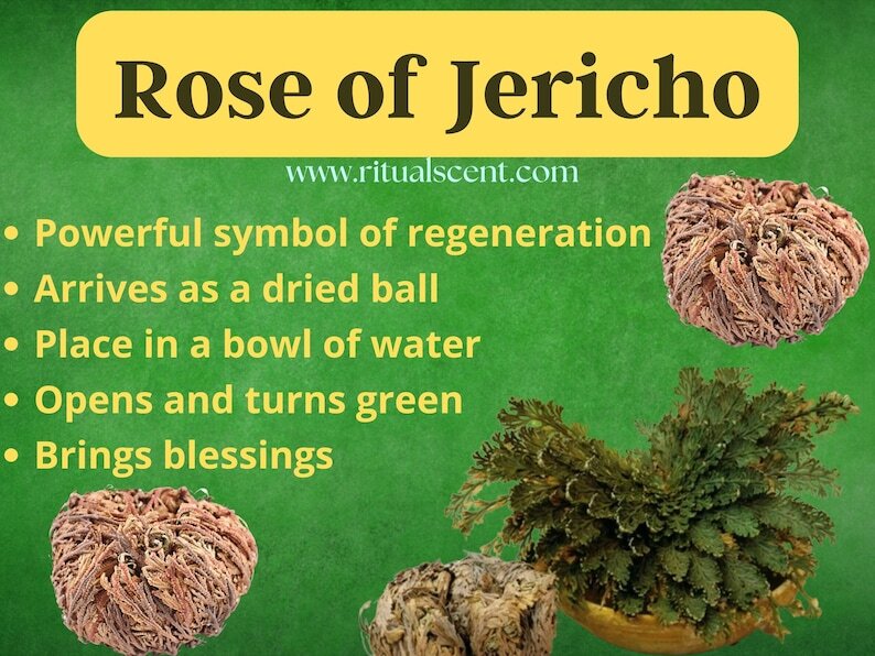 Rose of Jericho Resurrection Plant Rosa de Jerico house blessing