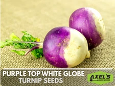 Purple Top Turnip Heirloom Non-GMO Seeds