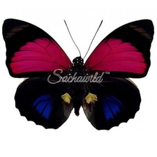 レアアグリアス CLAUDINA GODMANI サンタレン 蝶標本