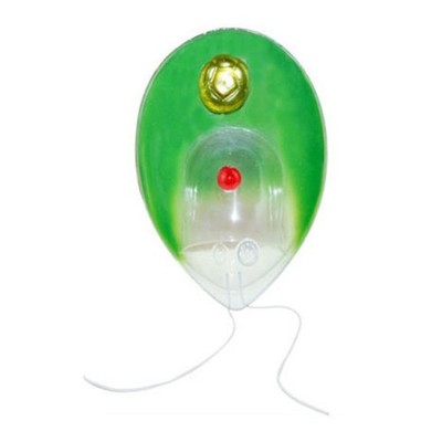 Single Cell Chlamydomonas Model for Medicals Research Plant Anatomical Model