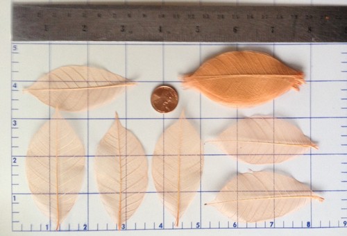 25 Skeleton Leaves Fall Orange see through leaf Wedding Autumn Invitation medium - Picture 3 of 4