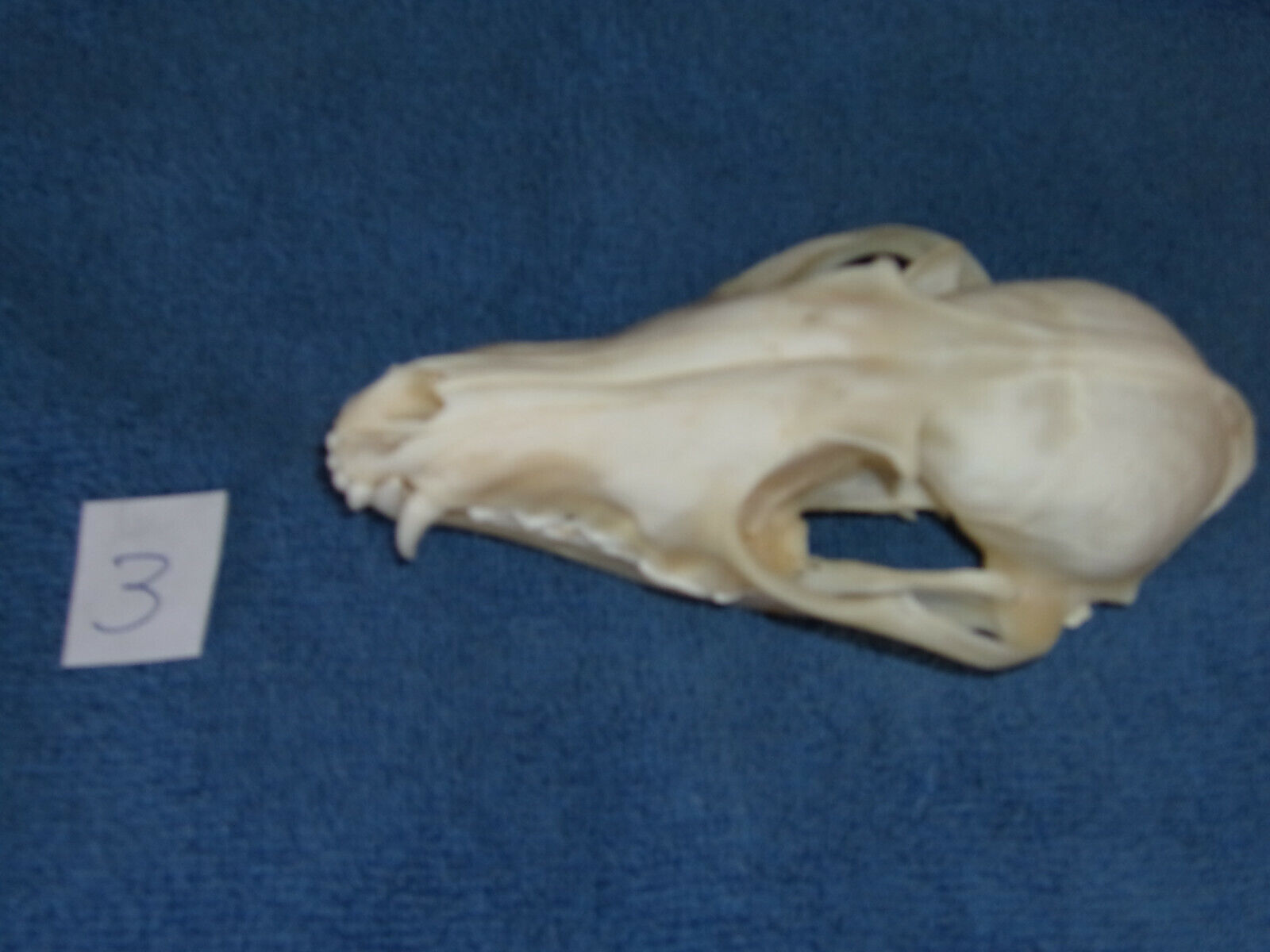 Real Taxidermy Red Fox Skull bone, Jackal,Native Crafts,Fox skul