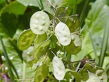 Flowe Seed:  Lunaria Money Plant Seeds 25 Seeds Fresh Seed   FREE SHIPPING