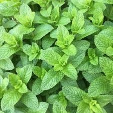 Premium Spearmint Herb - +200 Fresh Seeds So many uses - 10% off 3 or more items