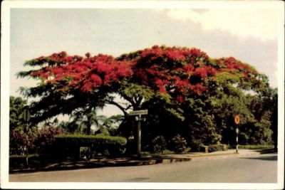 Ansichtskarte PK Durban Südafrika Davenport Flamboyant Tree Johannesburg 1961