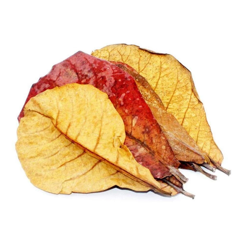 Clean Almond Leaves Fish Aquarium Care Catappa Indian Ketapang Leaf Shrimp Betta - Image 3 of 3
