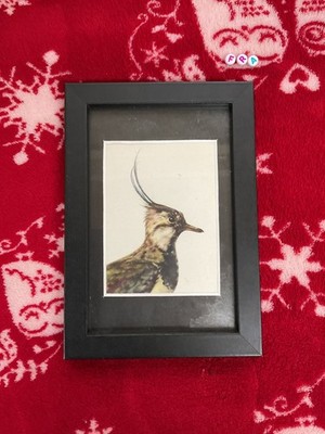 Vintage MINIATUR Kunst Galerie Druck, selten gerahmt, Vogel Kiebitz von E DEMARTINI