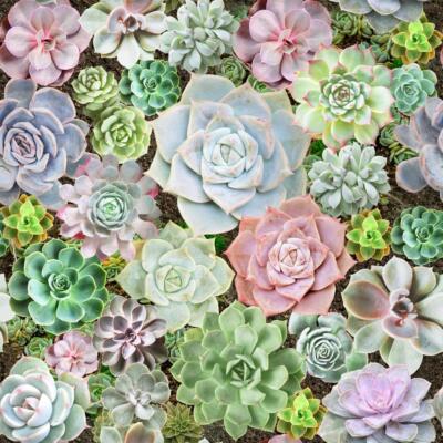 Arthouse Sukkulente Wohnwand bunte Tapete Blumen kleben die Wand #