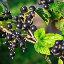 1 - SEABROOKS Black Currant - Healthy Live Plant - Pruned & Ready for Planting