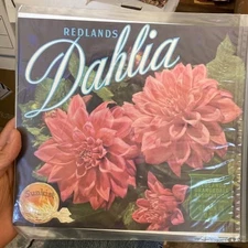 Antique Redlands Dahlia Sunkist Art Print