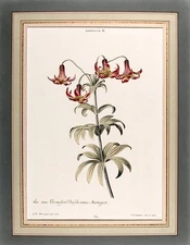 Christoph Jakob TREW / Martagum III the new Crimson Pensilvania Martagon 1771