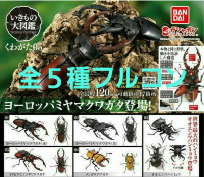 Ikimono Encyclopedia Stag Beetle 05 Complete set All 5 types