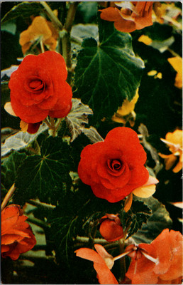 Beautiful Begonia's In Bloom Garden Flowers Vintage Postcard
