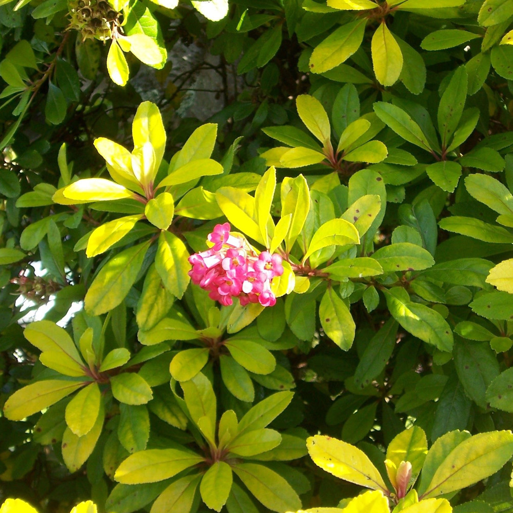 Escallonia Laevis 'Gold Ellen' Evergreen Hardy Hedging Garden Shrub | 9cm Pot