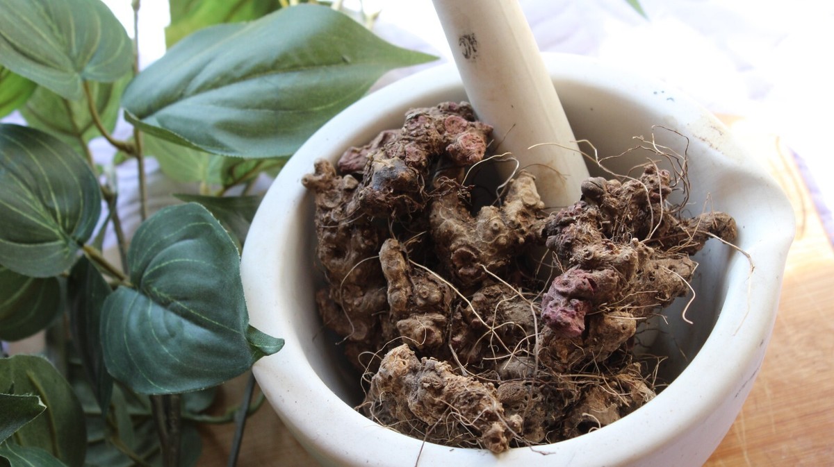 Stone Root - Whole Dried Root, 2025 Appalachian Mountains