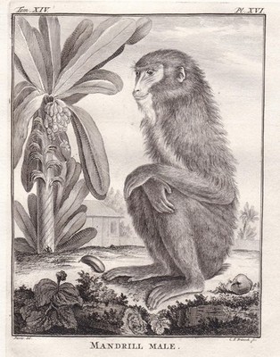 Mandrill Africa Afrika Affe monkey Kupferstich engraving Buffon 1780.