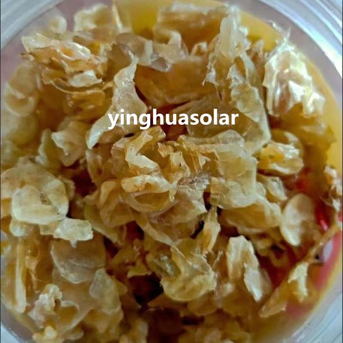 20g Dried 雪蛤 Chinese Snow jelly / Xue Ha / Hasma herb Hot - Afbeelding 1 van 1