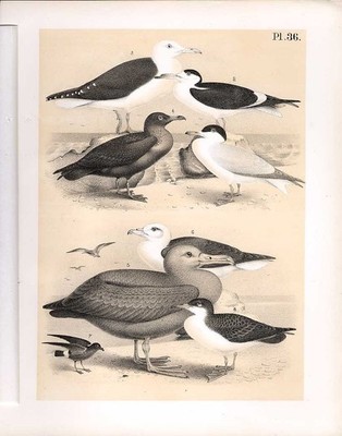 Original alter antiker Druck Seeschwalbe Albatros Skua Wissenschaft Vögel 1878 Jaspis 19.