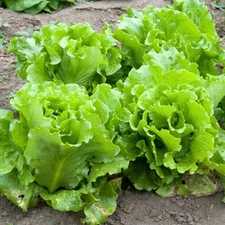 Black Seeded Simpson Lettuce Seeds | Heirloom / Non-GMO | Free Shipping | 1106