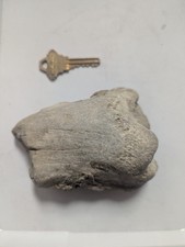 FOSSILIZED T-REX FIBULA Tyrannosaurus dinosaur