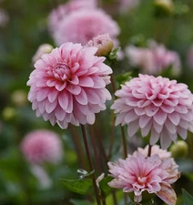 1 - STRAWBERRY CREAM  Decorative Dahlia Bulb Tuber Clump  * WONDERFUL PERENNIAL