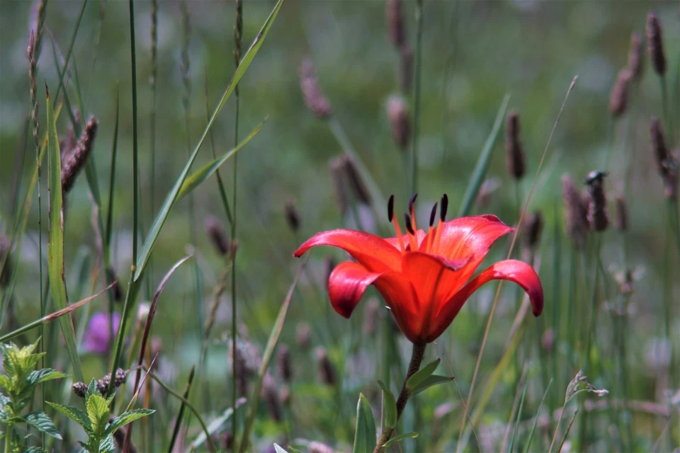 Cosina Samigon auto 300mm F:5 m42 mount Sony Nikon Canon Pentax DSLR DSLM - Image 2 of 4