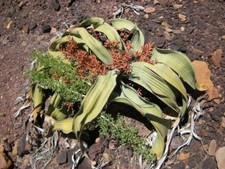 WELWITSCHIA MIRABILIS TREE TUMBO GLOSSY POSTER PICTURE PHOTO PRINT plant 4382
