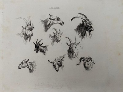 GEORGISCHE RADIERUNG 1822 LANDWIRTSCHAFT STUDIE ZIEGEN- & SCHAFKÖPFE aus Werk von BERGHEM