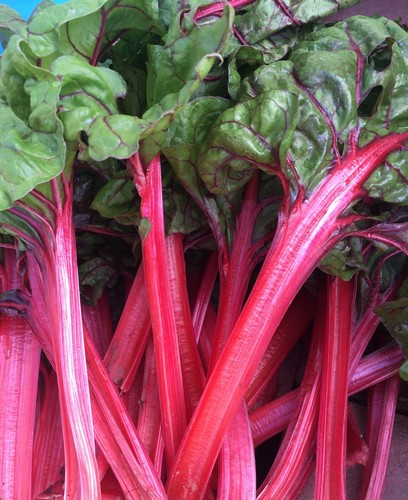 50 Organic Red Swiss Chard Seeds Rhubarb Perpetual Spinach Garden Fresh Usa Ebay