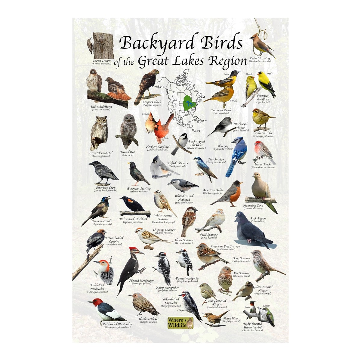 Backyard Birds of the Great Lake Region Bird Identification Poster