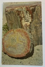 Vintage Postcard ~ Petrified Forest National Park Colorful Log ~ Arizona AZ