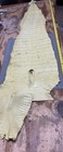 Genuine Alligator Tail And Leg Professionally Tanned — photo 5