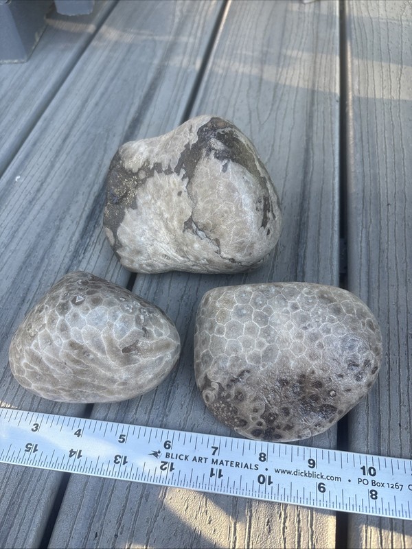 3 Unpolished Large Petoskey Stones 5.01 Pounds