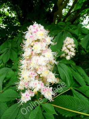 Foto 6x4 Rosskastanienblüte Martin Drove End diese Kerzen sind wirklich c2010
