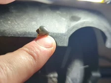 4 Blue Mystery Snails: All Sizes! You Pick! Check Description!